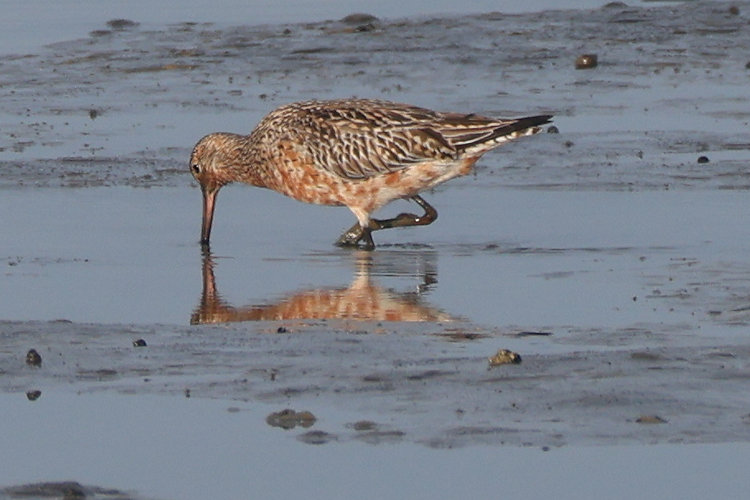 Limosa lapponica: Bild 3