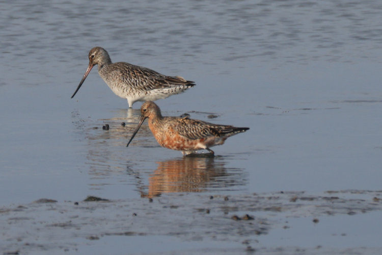 Limosa lapponica: Bild 5