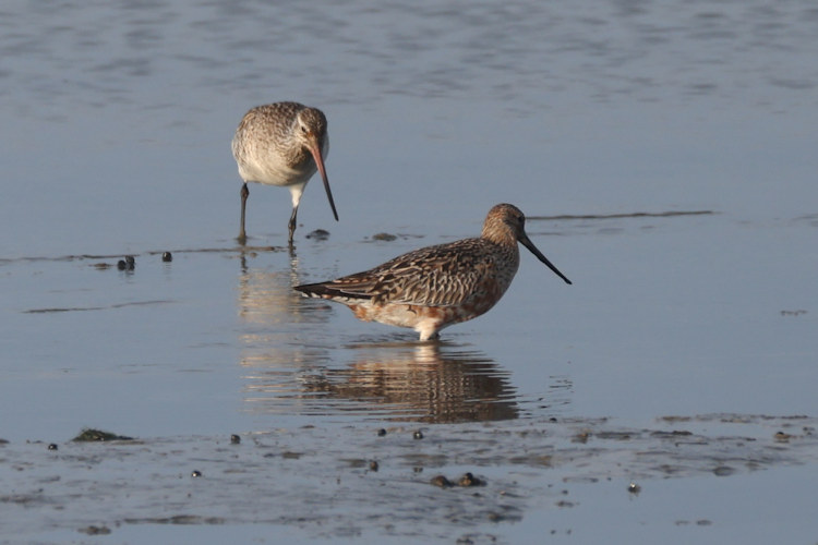 Limosa lapponica: Bild 6