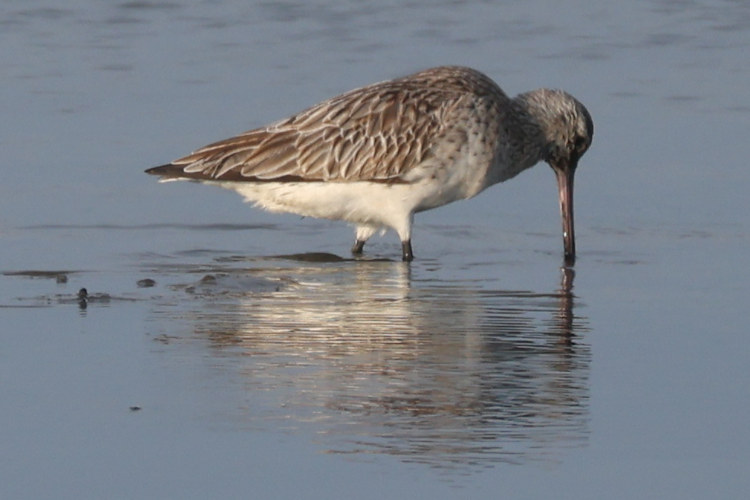 Limosa lapponica: Bild 7
