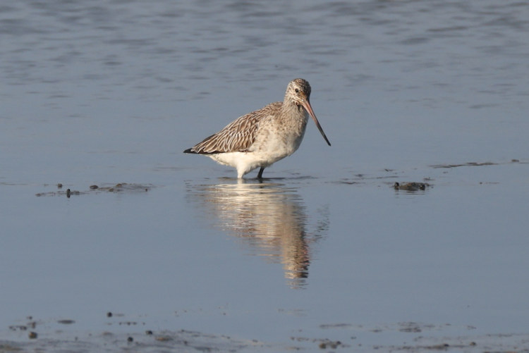 Limosa lapponica: Bild 8