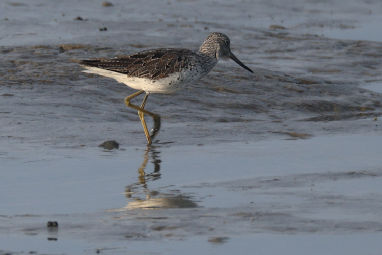 Tringa nebularia: Bild 1