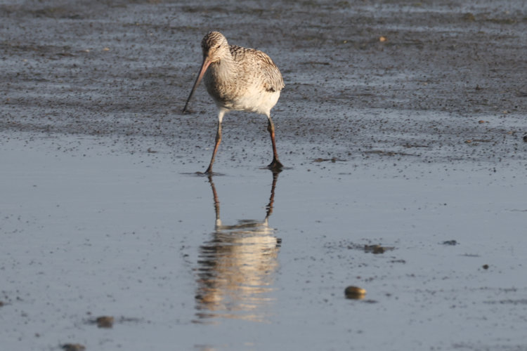 Limosa lapponica: Bild 10