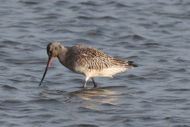 Limosa lapponica: Bild 11