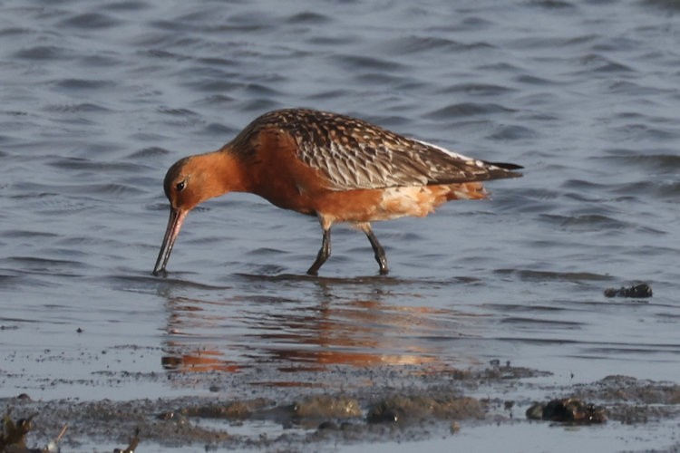 Limosa lapponica: Bild 12