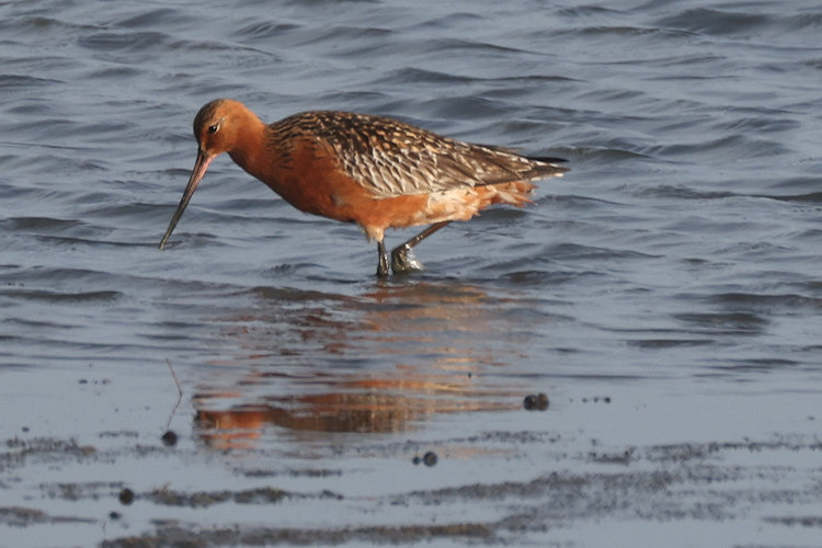 Limosa lapponica: Bild 13