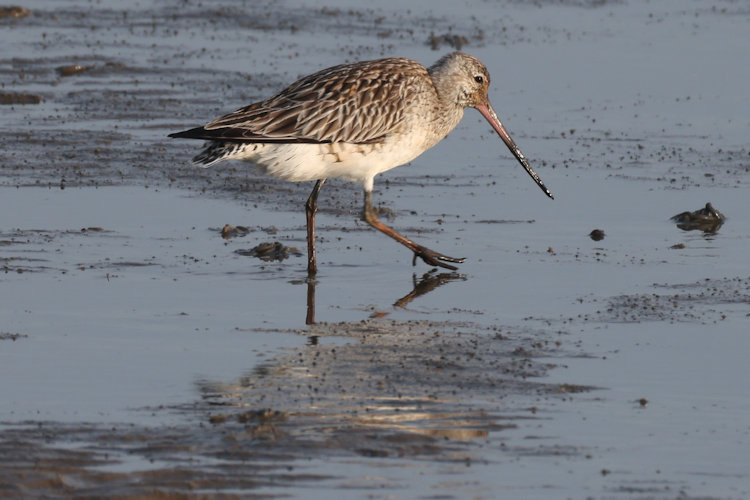 Limosa lapponica: Bild 14