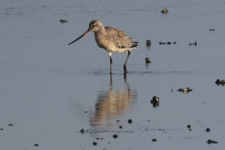 Limosa lapponica: Bild 15