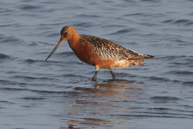 Limosa lapponica: Bild 16