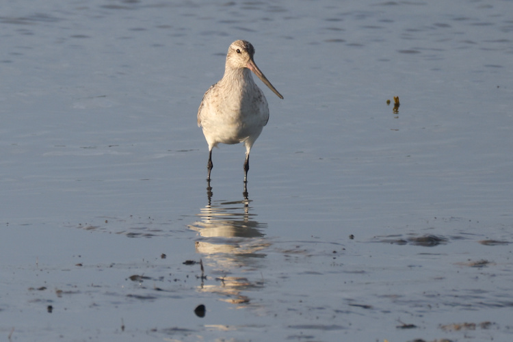 Limosa lapponica: Bild 17