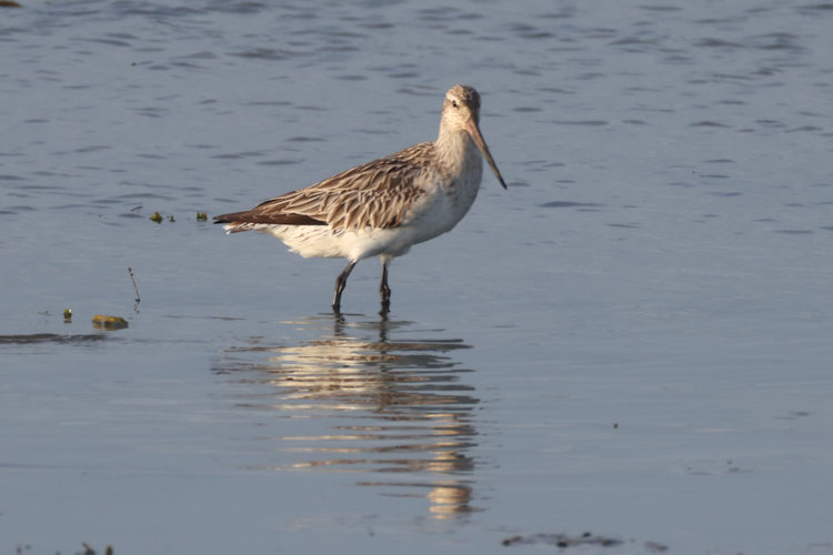Limosa lapponica: Bild 18
