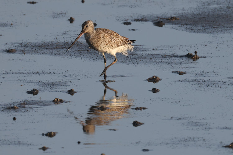 Limosa lapponica: Bild 19
