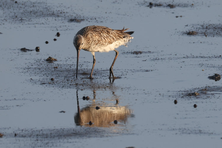 Limosa lapponica: Bild 20