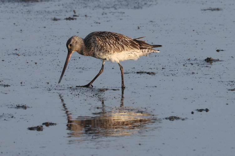 Limosa lapponica: Bild 21