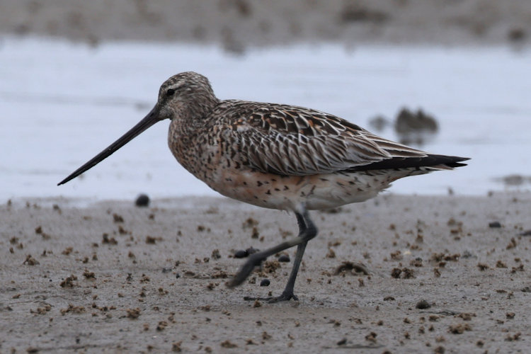 Limosa lapponica: Bild 22