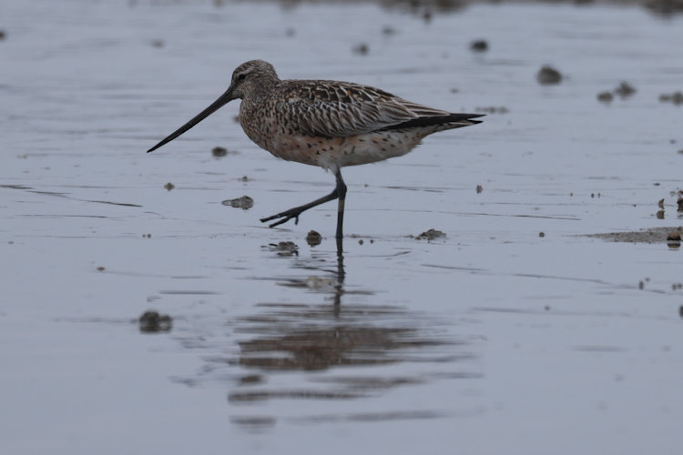 Limosa lapponica: Bild 23