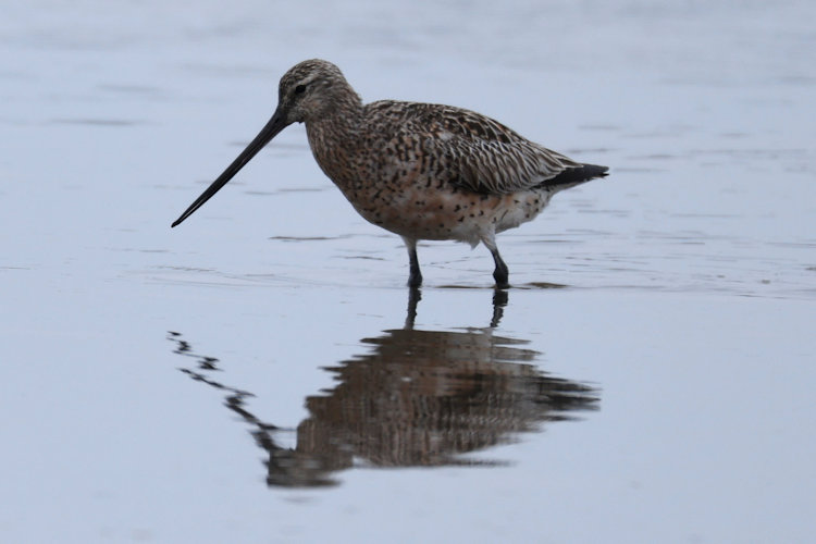 Limosa lapponica: Bild 24