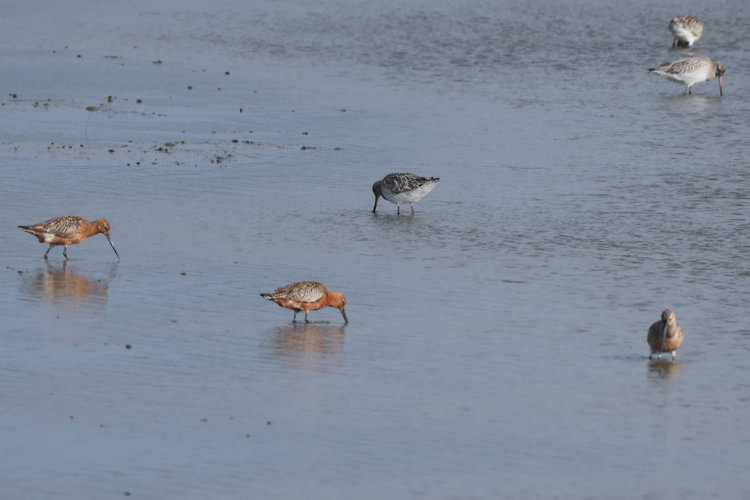 Limosa lapponica: Bild 25