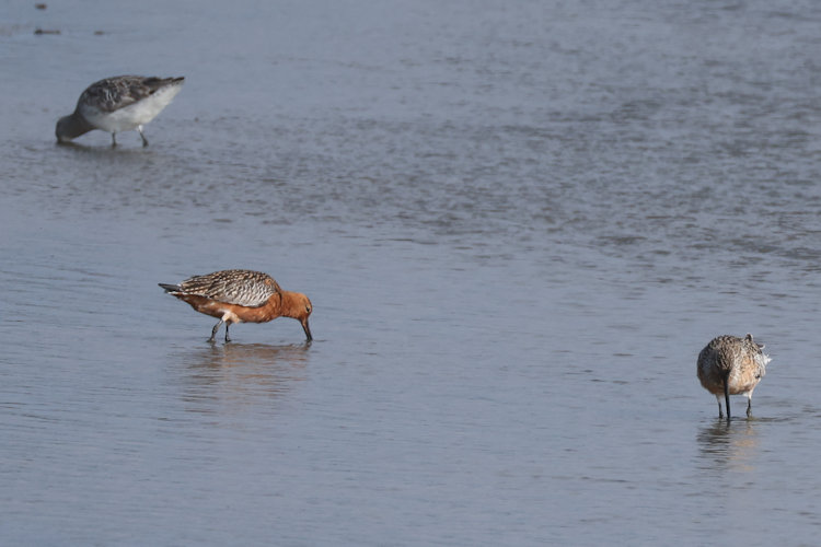Limosa lapponica: Bild 26