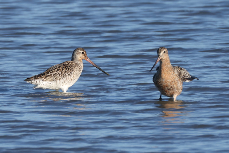 Limosa lapponica: Bild 28
