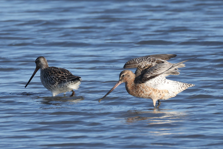 Limosa lapponica: Bild 29