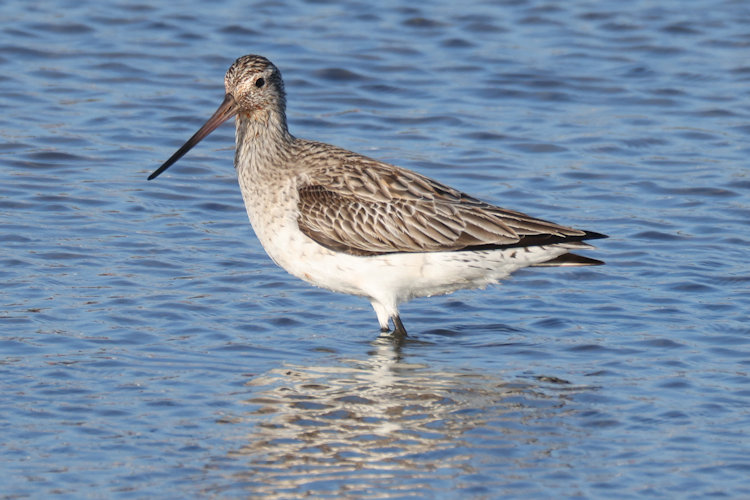 Limosa lapponica: Bild 30