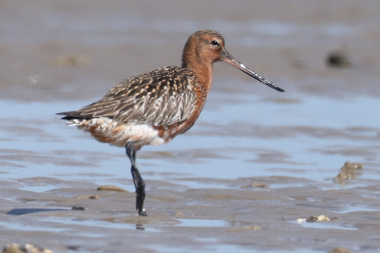 Limosa lapponica: Bild 32