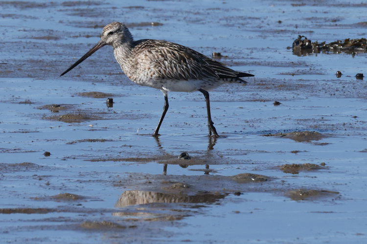 Limosa lapponica: Bild 34