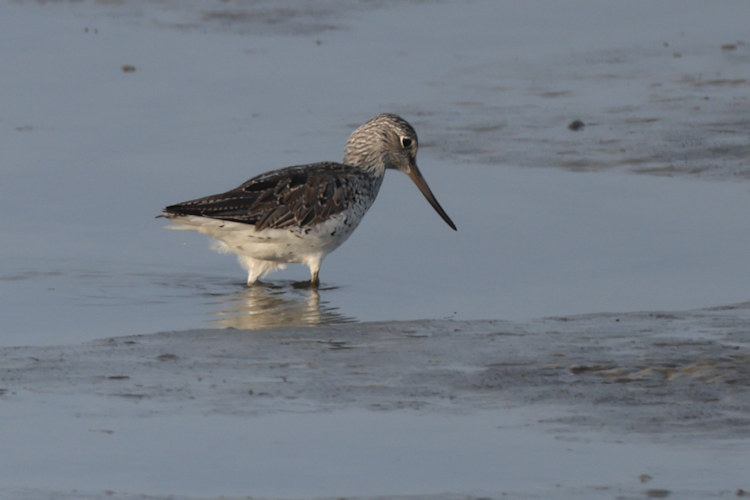 Tringa nebularia: Bild 3