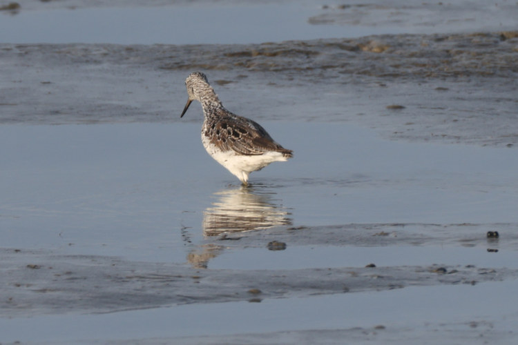 Tringa nebularia: Bild 4