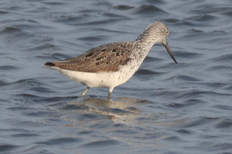 Tringa nebularia: Bild 5