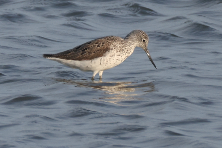 Tringa nebularia: Bild 6