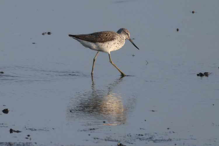 Tringa nebularia: Bild 7