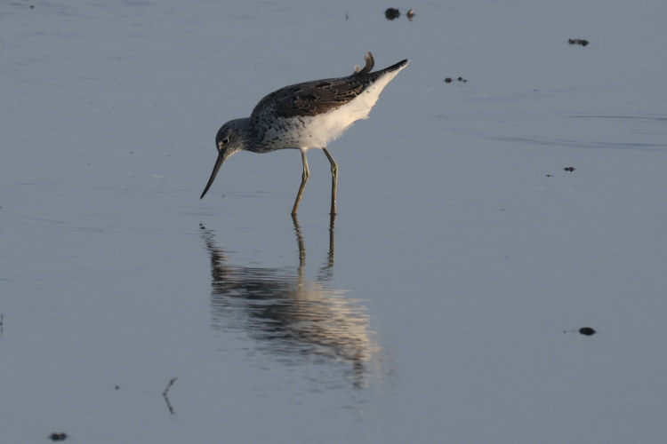 Tringa nebularia: Bild 8