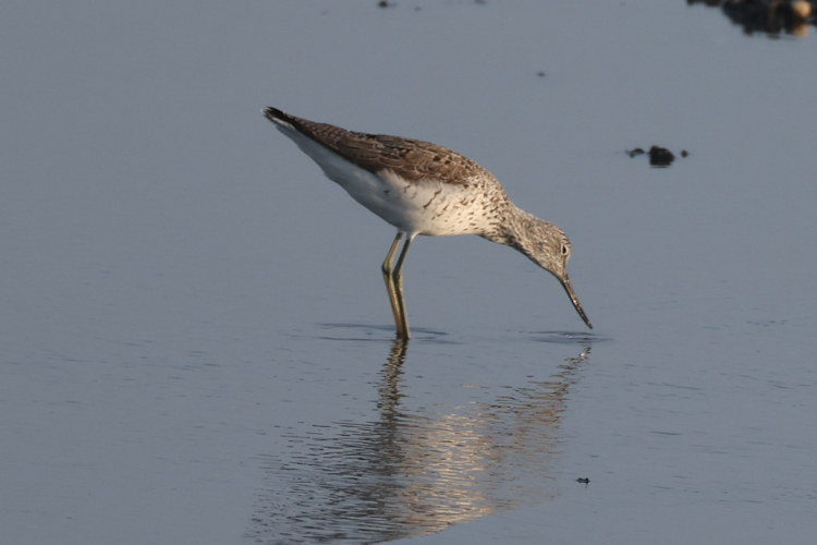 Tringa nebularia: Bild 9