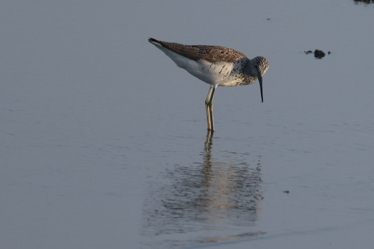 Tringa nebularia: Bild 10