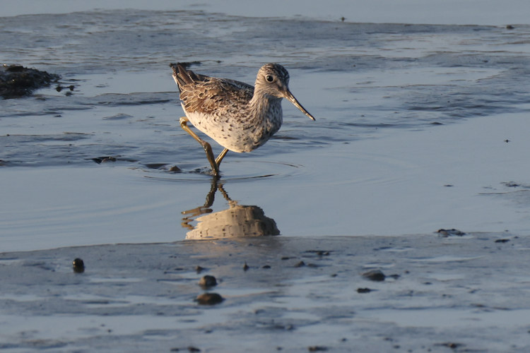 Tringa nebularia: Bild 11
