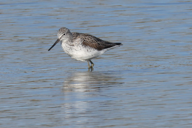 Tringa nebularia: Bild 12