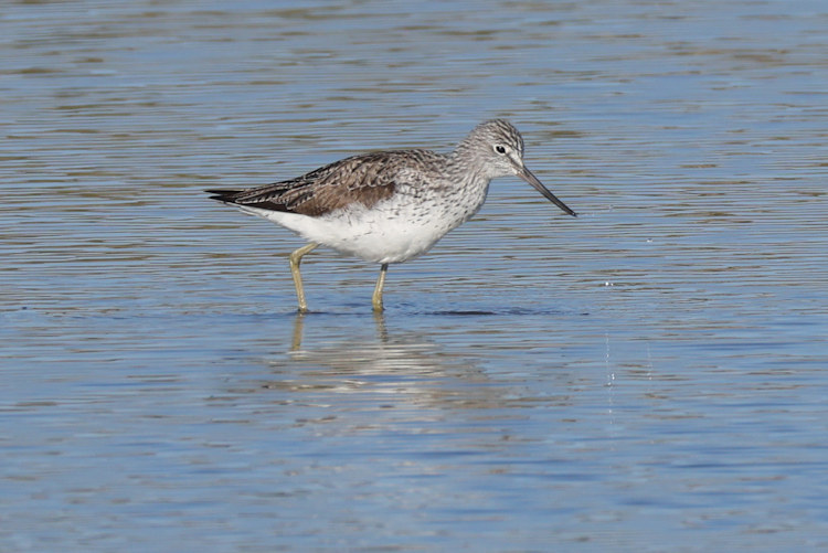 Tringa nebularia: Bild 13