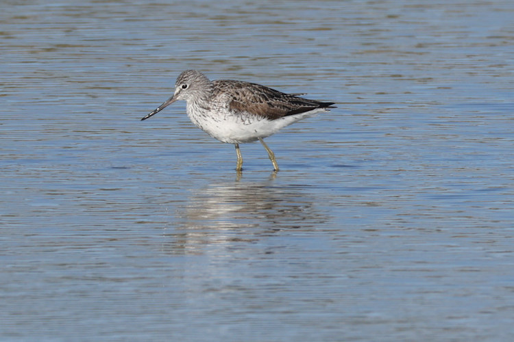 Tringa nebularia: Bild 14