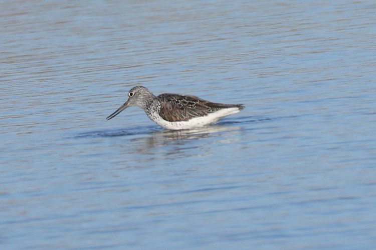 Tringa nebularia: Bild 15