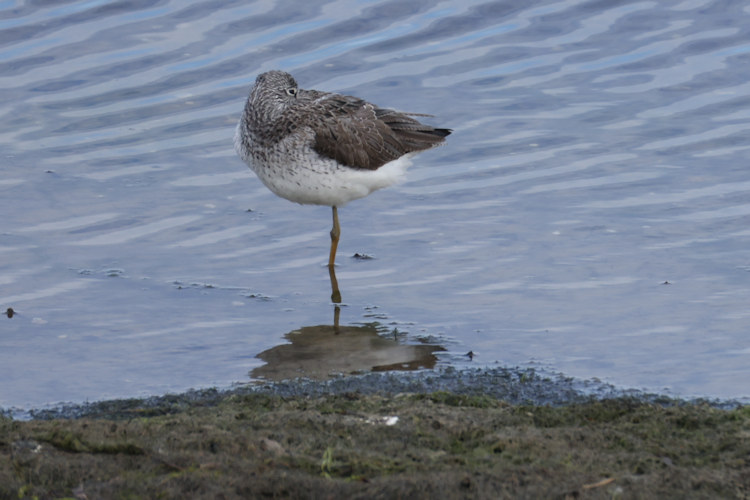Tringa nebularia: Bild 16
