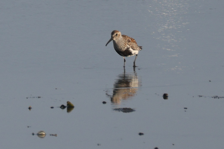 Calidris alpina: Bild 4