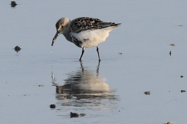 Calidris alpina: Bild 5