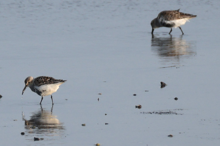 Calidris alpina: Bild 6