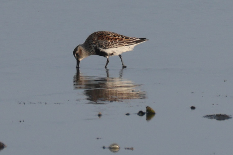 Calidris alpina: Bild 7