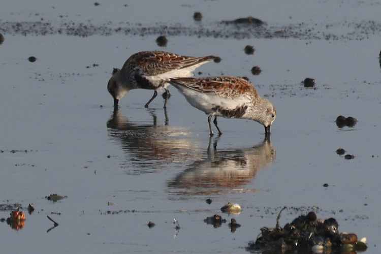 Calidris alpina: Bild 8