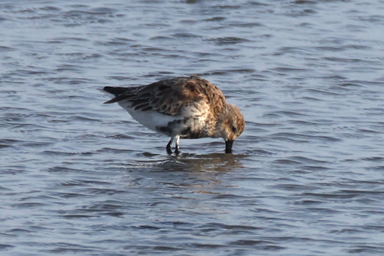 Calidris alpina: Bild 9