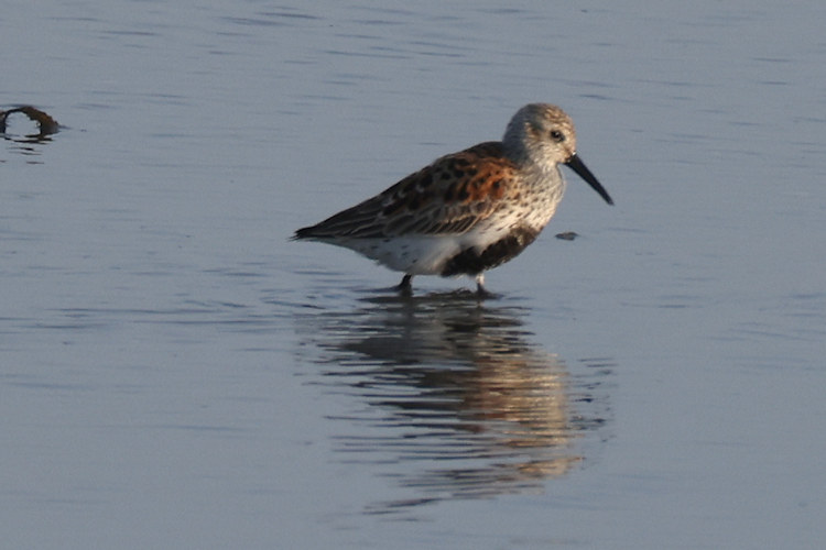 Calidris alpina: Bild 10