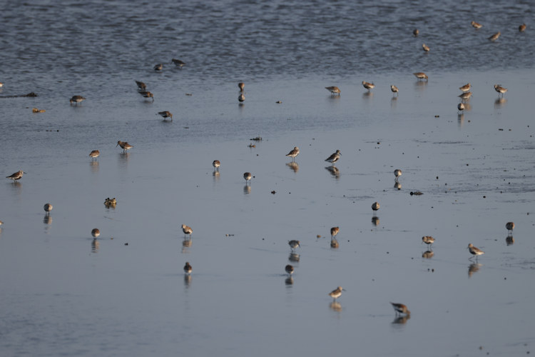 Calidris alpina: Bild 11